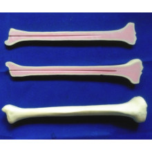 Human Tibia Anatomy Skeleton Modell für medizinische Lehre (R010111)